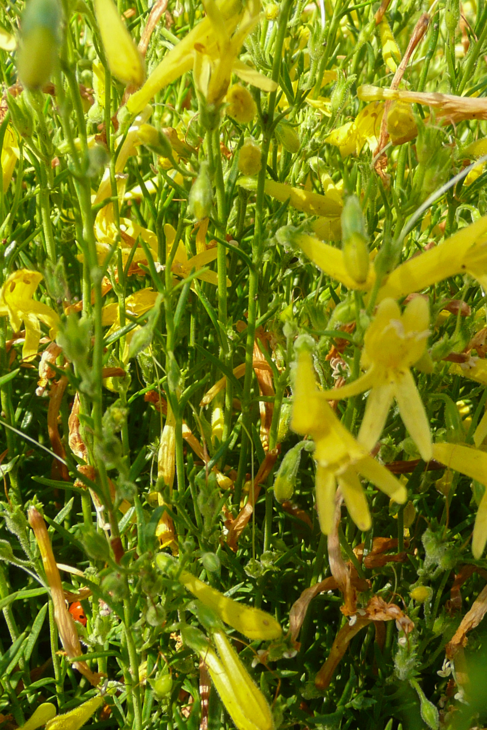 Yellow Pineleaf Penstemon